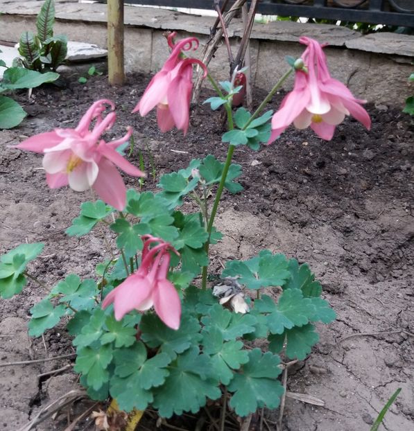  - 2018 plantele mele
