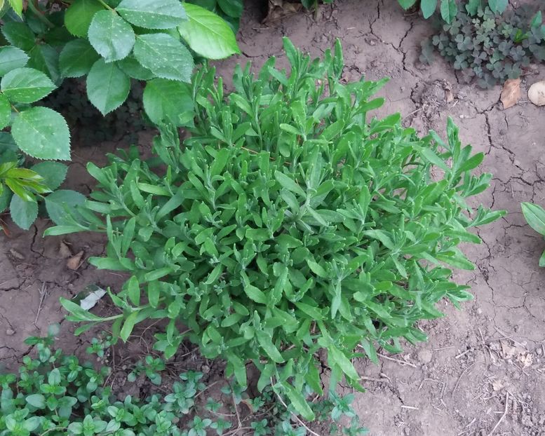  - 2018 plantele mele