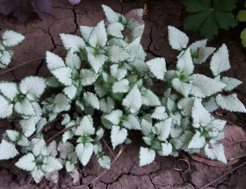 Lamium maculatum Beacon Silver - 2018 plantele mele