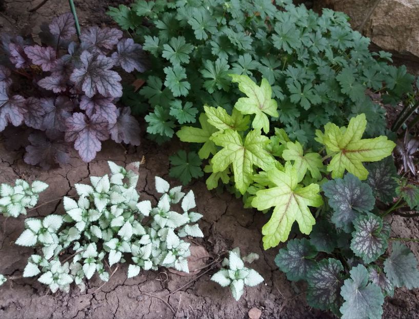  - 2018 plantele mele