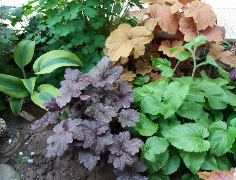  - 2018 plantele mele