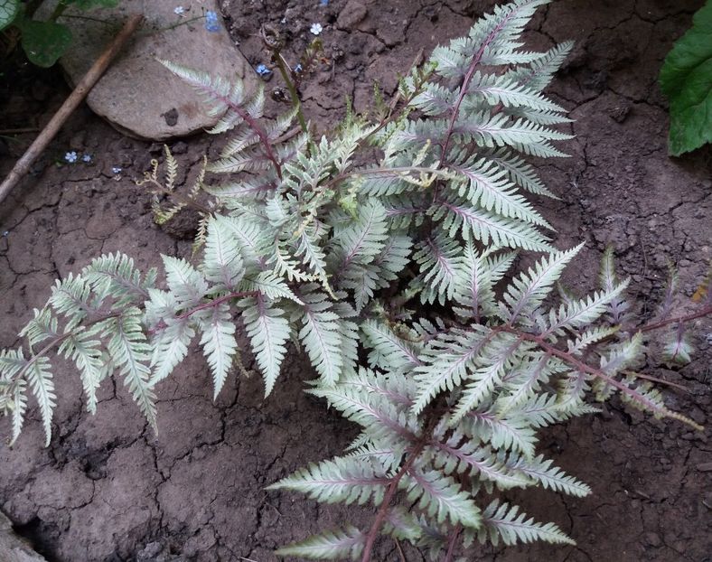  - 2018 plantele mele