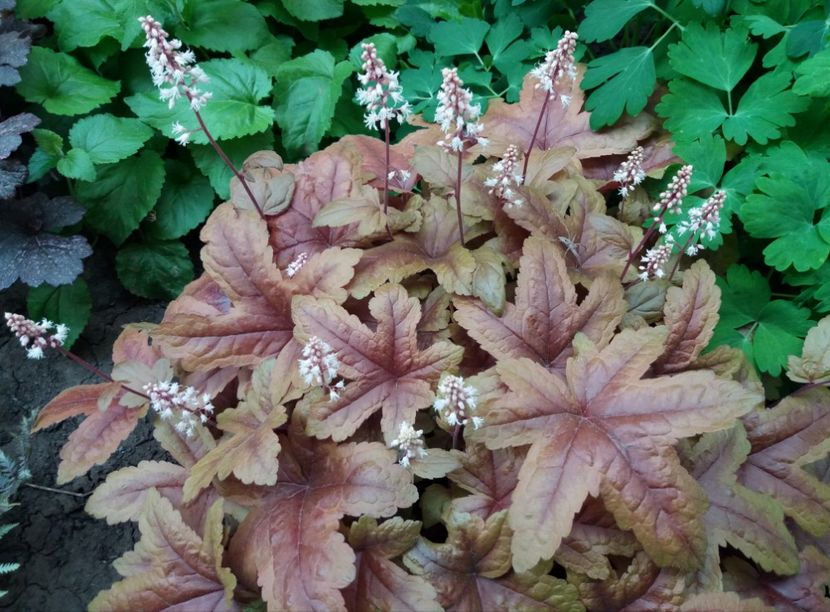  - 2018 plantele mele