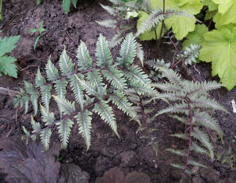  - 2018 plantele mele