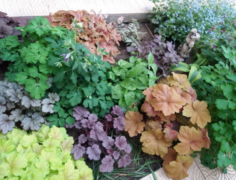  - 2018 plantele mele