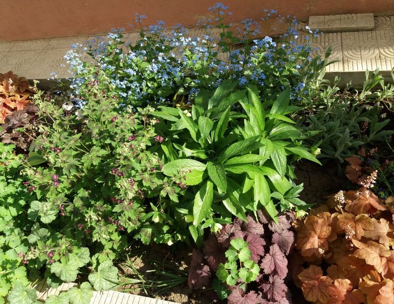  - 2018 plantele mele