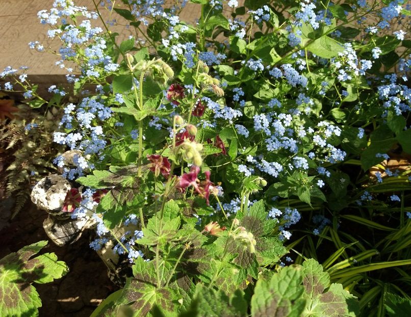  - 2018 plantele mele