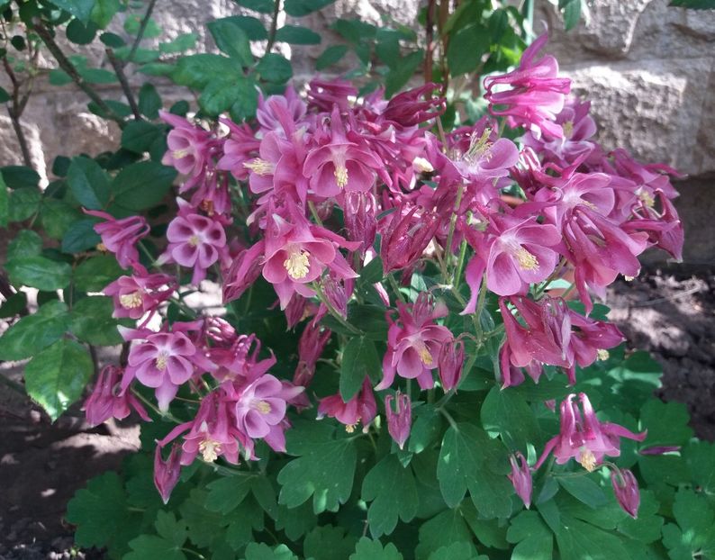 caldaruse - 2018 plantele mele