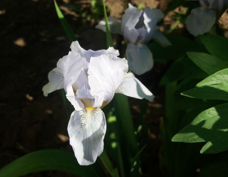  - 2018 plantele mele