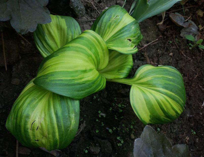 hosta rainbow - 2018 plantele mele