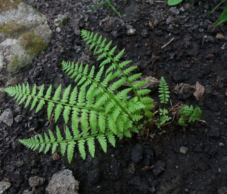 tb sa fie alta feriga :(( - 2018 plantele mele
