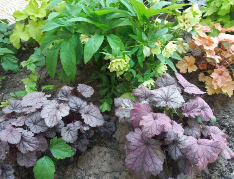  - 2018 plantele mele