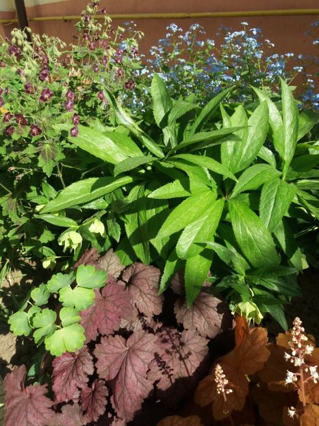  - 2018 plantele mele