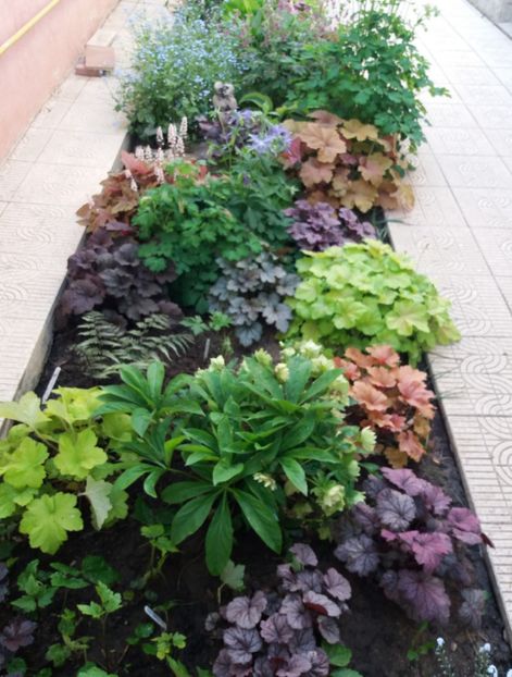 27 aprilie - 2018 plantele mele