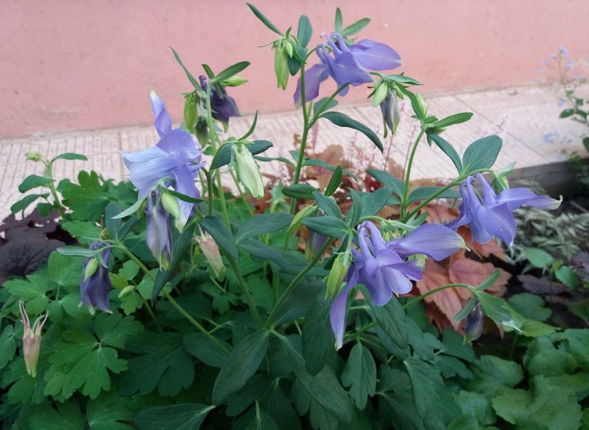 - 2018 plantele mele