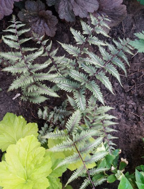  - 2018 plantele mele