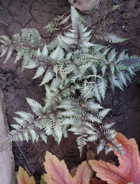  - 2018 plantele mele