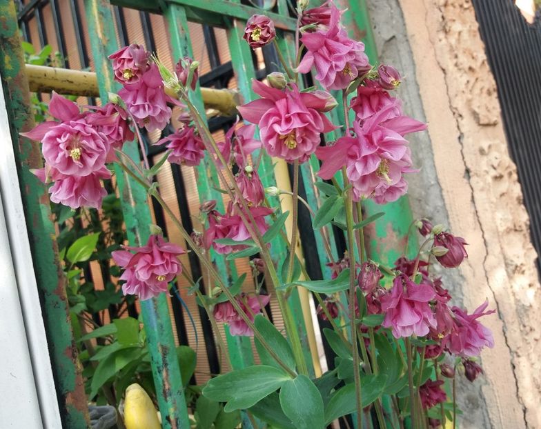  - 2018 plantele mele