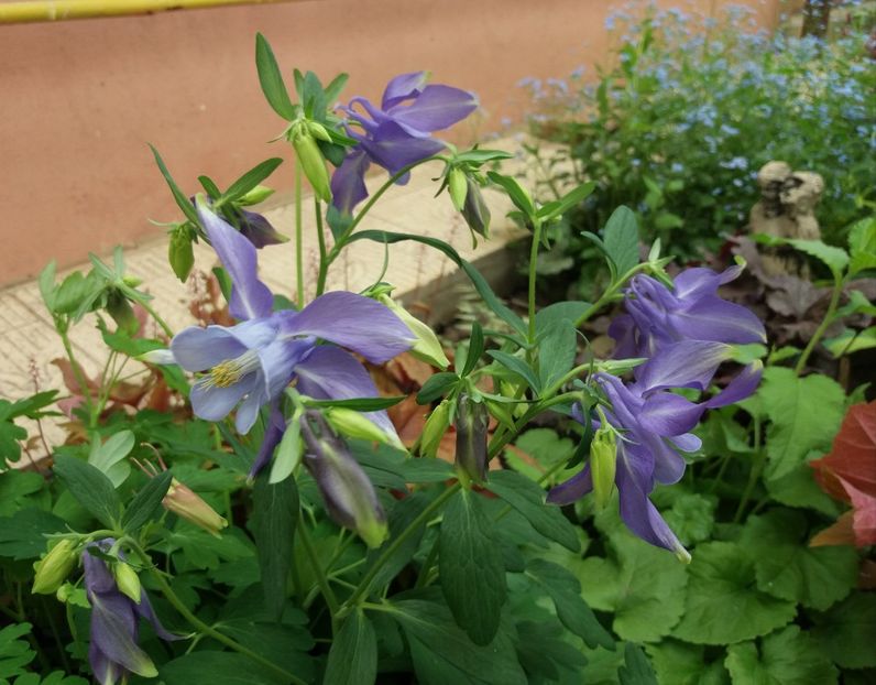 27 aprilie - 2018 plantele mele