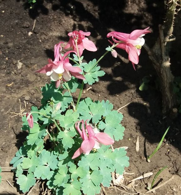  - 2018 plantele mele