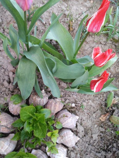  - Florile mele 2016