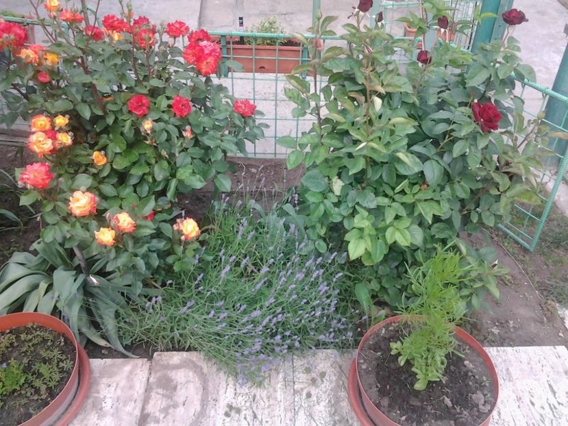 2013-05-25 17.54.25 - Florile mele 2016