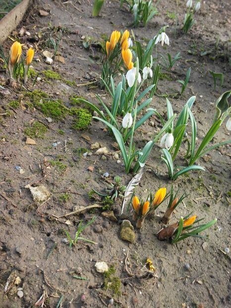  - Florile mele 2016