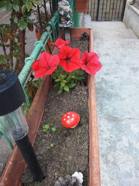  - Florile mele 2016
