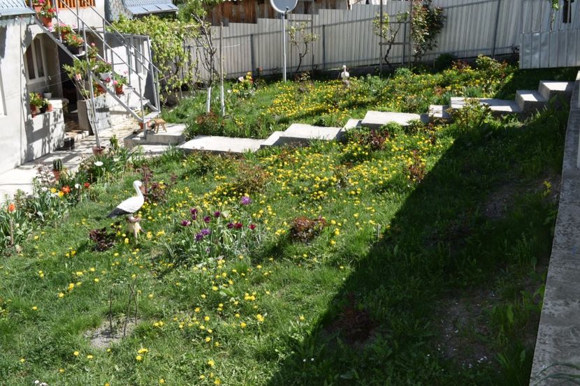  - 000000000000001   GRADINA MEA