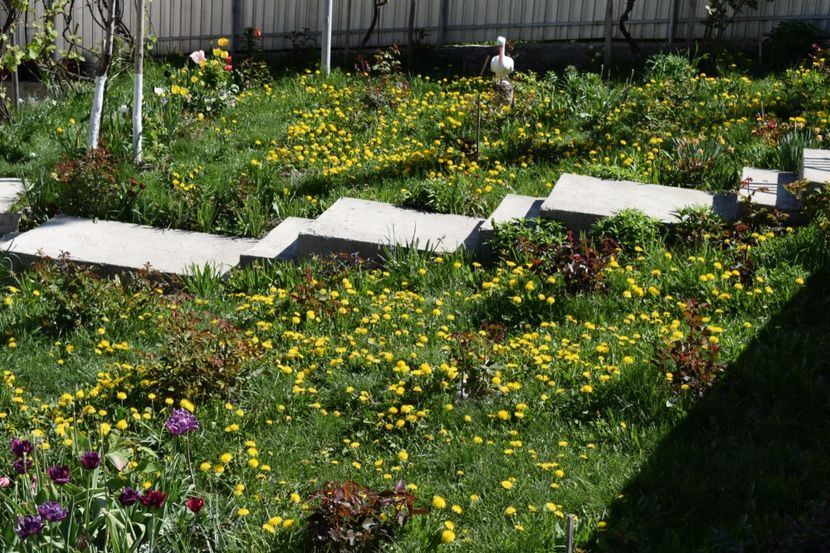 Vedere de ansamblu - 000000000000001   GRADINA MEA