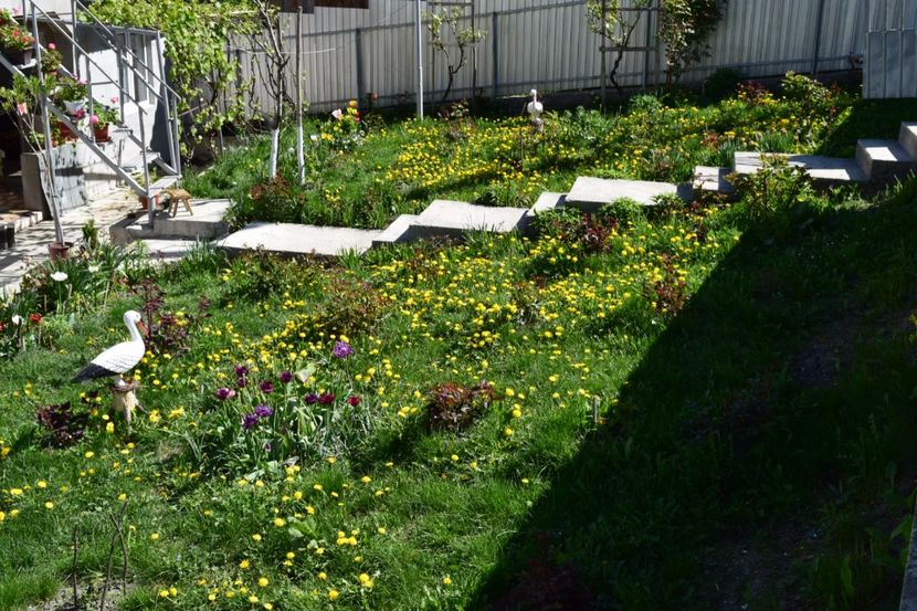 Bani de aur - 000000000000001   GRADINA MEA