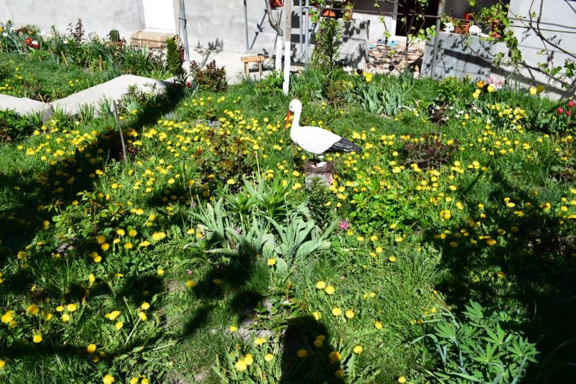 Prima tunsoare :D - 000000000000001   GRADINA MEA