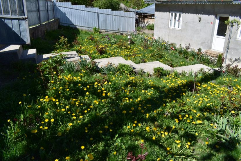  - 000000000000001   GRADINA MEA