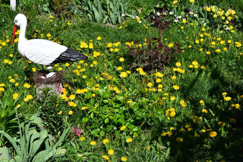  - 000000000000001   GRADINA MEA