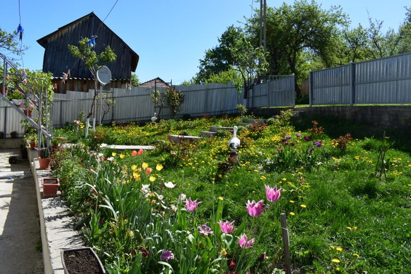  - 000000000000001   GRADINA MEA