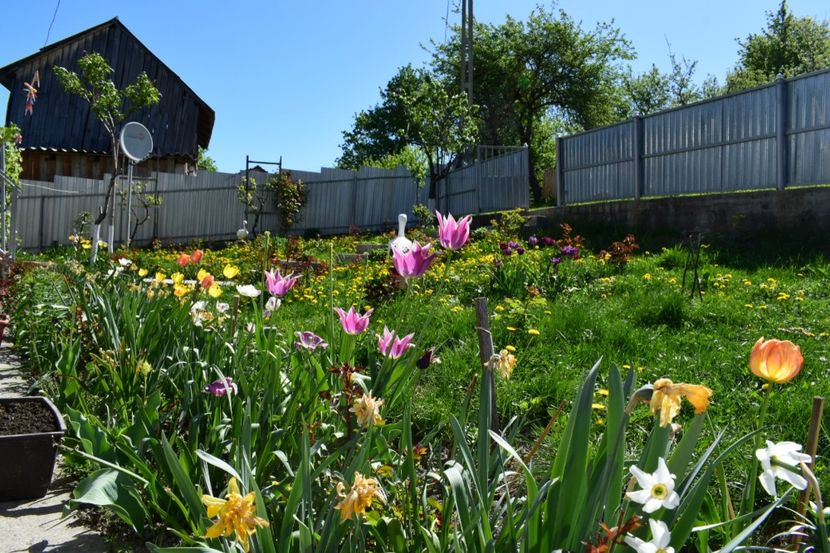  - 000000000000001   GRADINA MEA