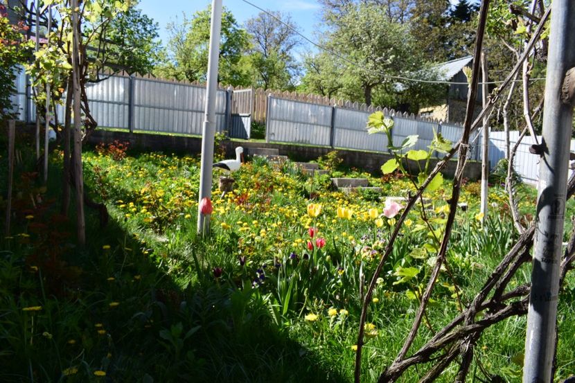  - 000000000000001   GRADINA MEA