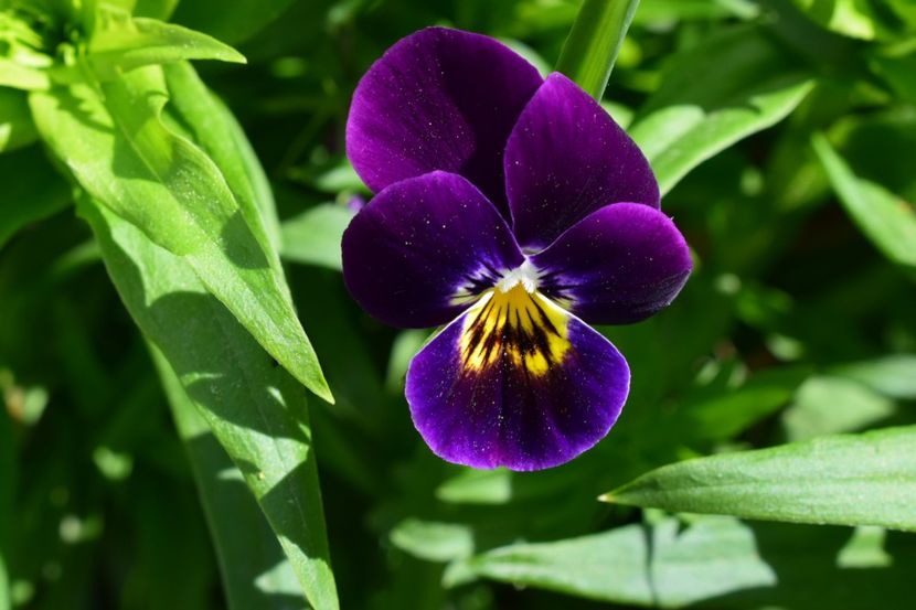  - 000000000000001   GRADINA MEA