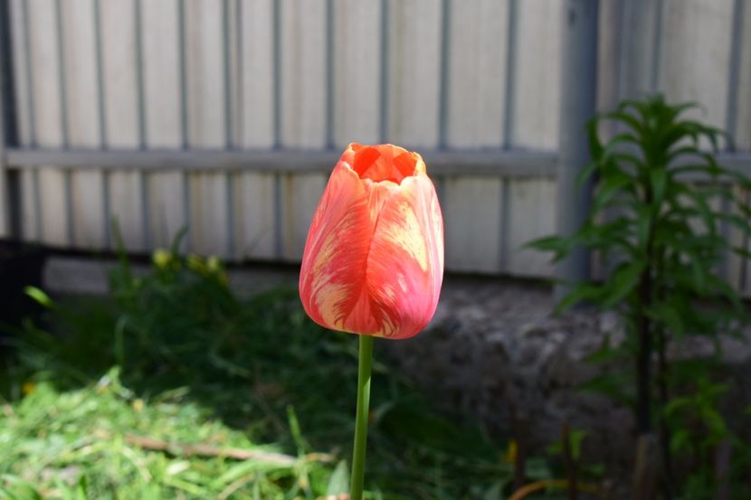  - Simfonia Lalelelor 2018