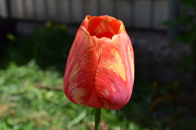 Laleaua mea favorita - Simfonia Lalelelor 2018