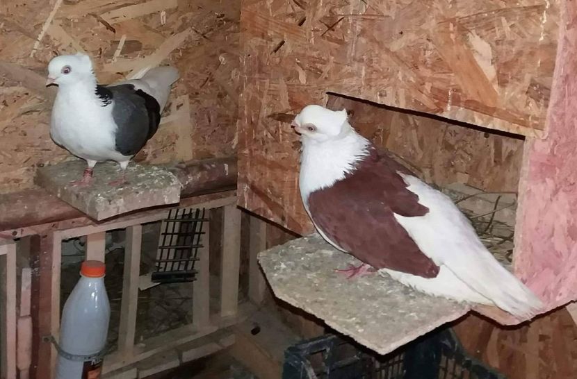 received_1521241298001805 - 5-Jucatori de Amara