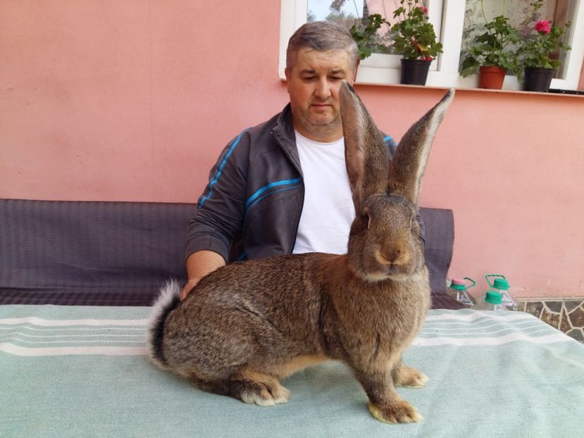 F  RO 7  183  3,5 LUNI - TINERET 2018