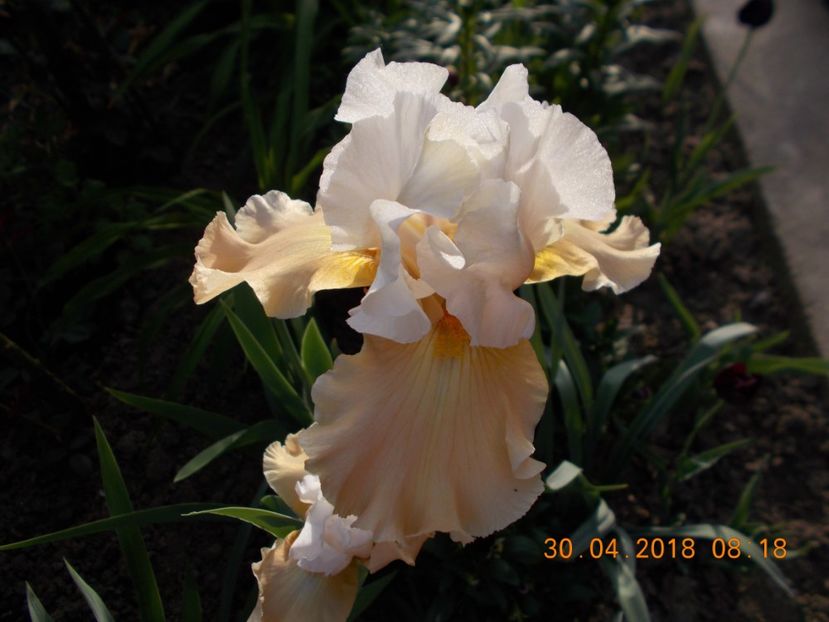 apricot frosty - IRISI BARBATA ELATIOR SI INTERMEDIA-2018