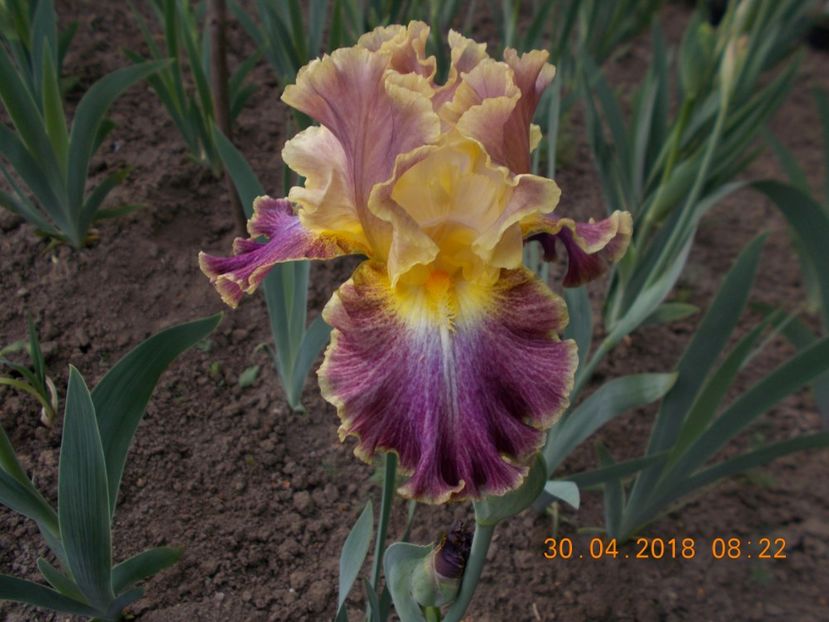 high master - IRISI INALTI DISPONIBILI-2021