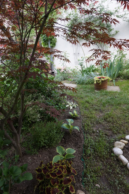 Am refăcut colțul cu hortensii, plantând hoste pe margine - Aprilie