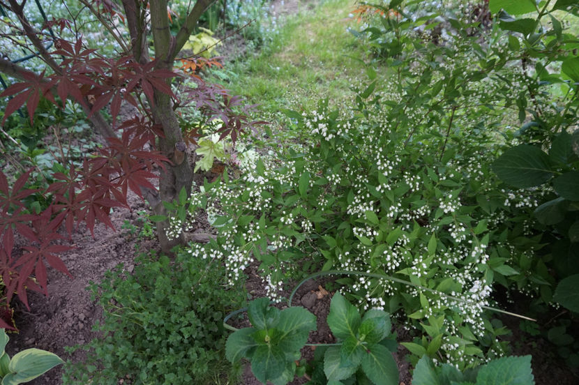 Deutzia, ca niște lăcrămioare - Aprilie