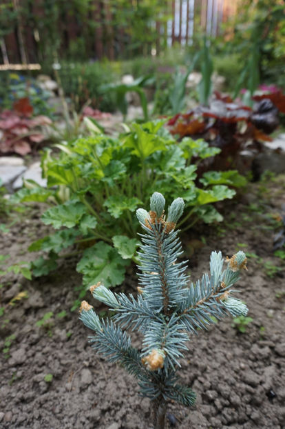 La soare, un pui mic - Aprilie