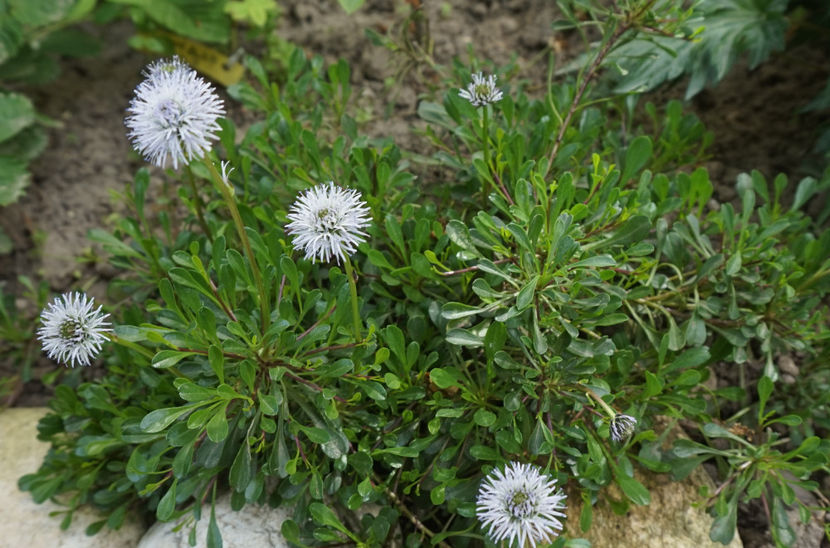 Globularia - Aprilie