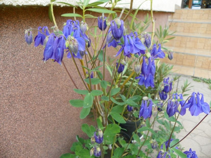 25 apr (48) - Aquilegia 2018