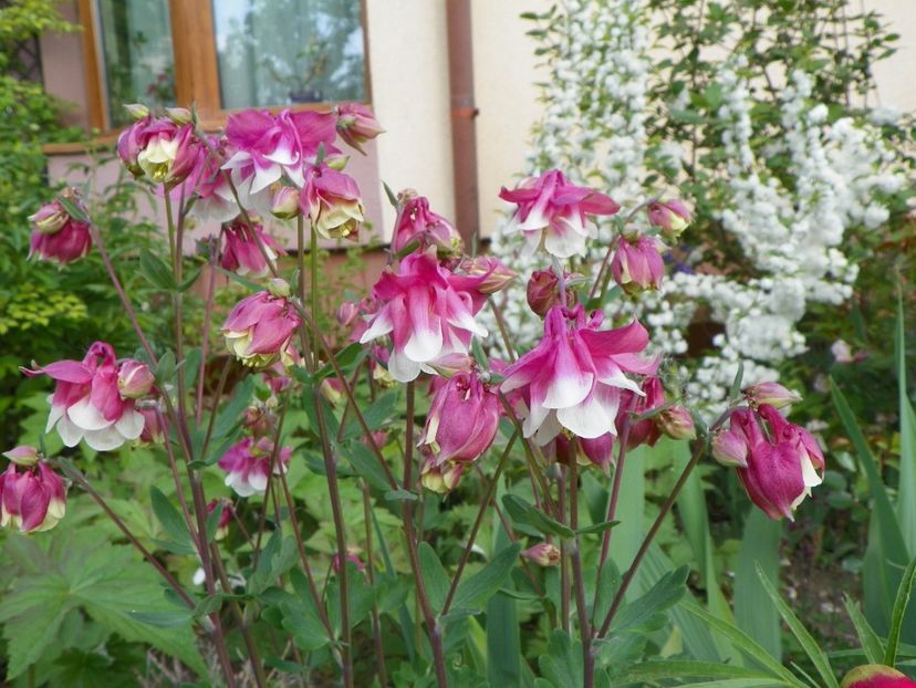 25 apr (92) - Aquilegia 2018